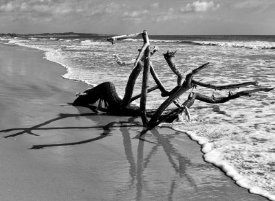 driftwood on beach 2.jpg