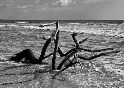 driftwood and sea