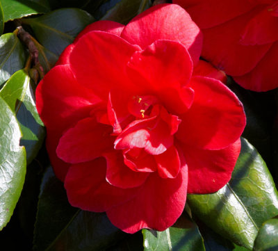 red camellia .jpg