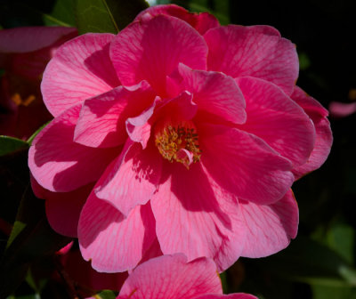 camellia 2 .jpg