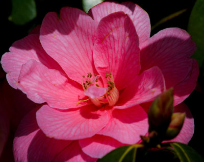 camellia 1.jpg