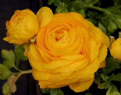 raindrops on flower .jpg