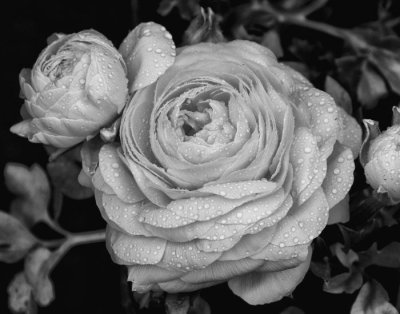 raindrops on flower 2.jpg