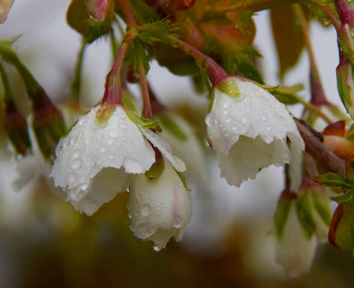 raindrops on cherry blossom .jpg