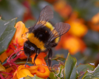 bee at work 2.jpg