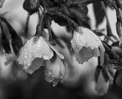Raindrops on cherry lossom 4.jpg