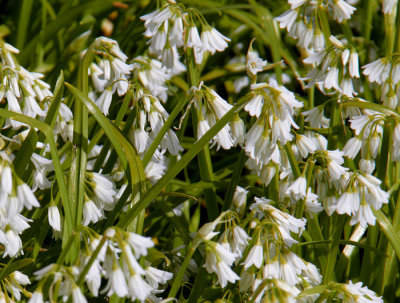 three cornered leek [allium triquetum]