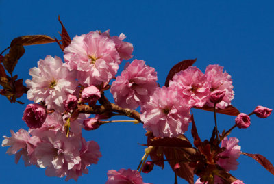 pink cherry blossom .jpg