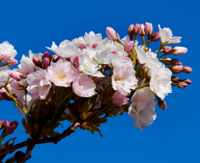 white cherry blossom 1.jpg