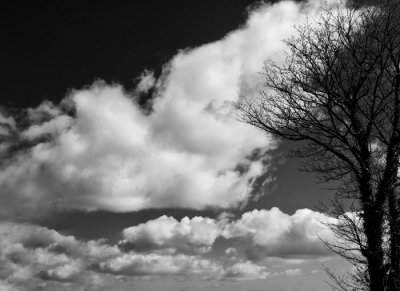 tree and clouds.jpg