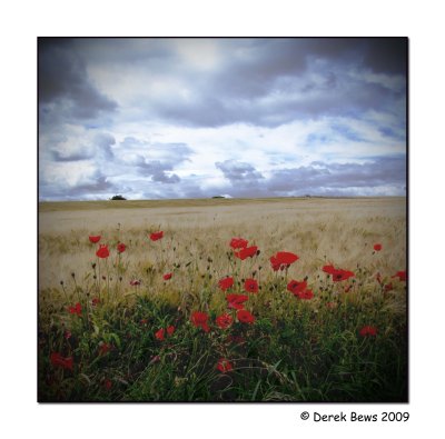 Kingsbarns Poppies