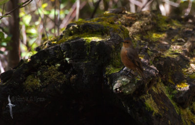 Rufous Treecreeper