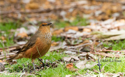 Rufous Treecreeper