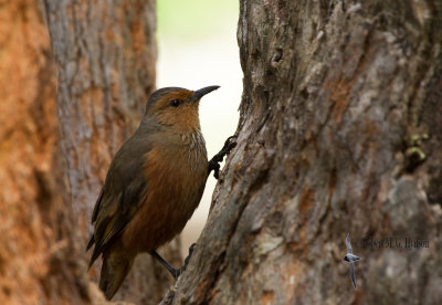 Rufous Treecreeper