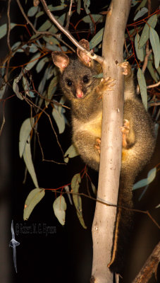 Brush-tailed Possum