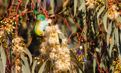 Purple-crowned Lorikeet