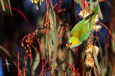 Purple-crowned Lorikeet