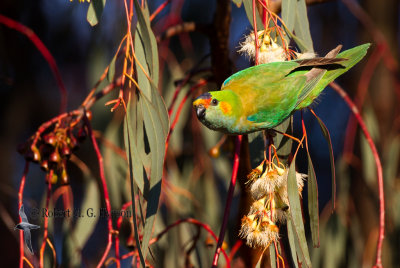 Purple-crowned Lorikeet