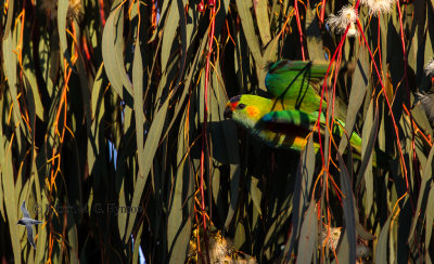 Purple-crowned Lorikeet