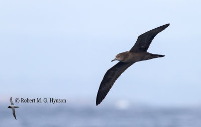 Wedge-tailed Shearwater