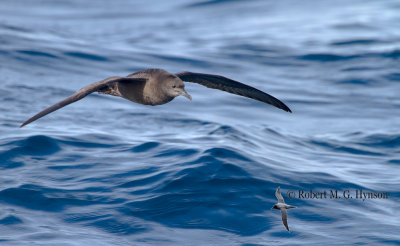 Short-tailed Shearwater