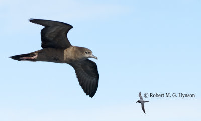 Wedge-tailed Shearwater