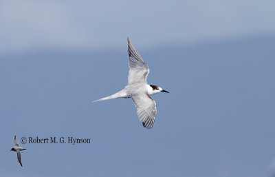 Common Tern