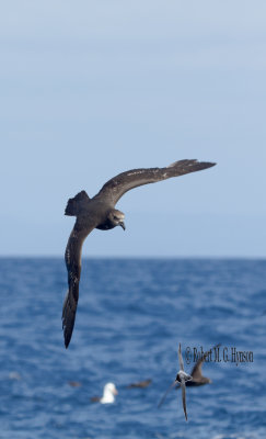 Grey-faced Petrel