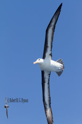 Black-browed Albatross