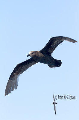 Grey-faced Petrel