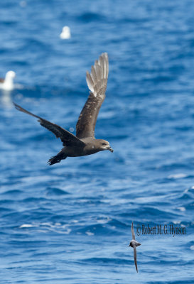 Grey-faced Petrel