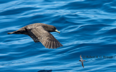 Black Petrel