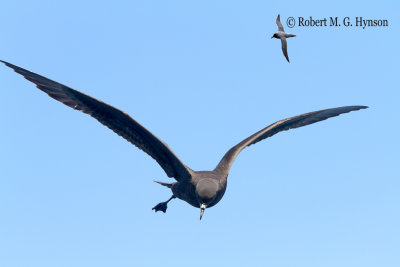 Black Petrel