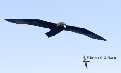 Black Petrel