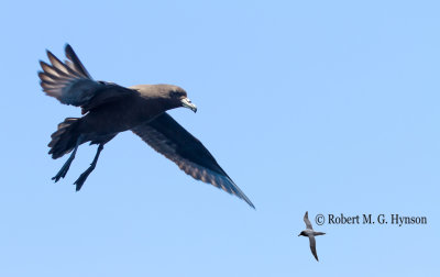 Black Petrel