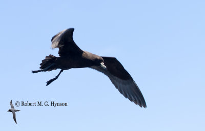 Black Petrel