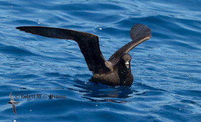 Black Petrel