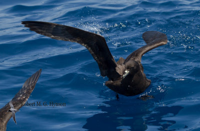 Black Petrel