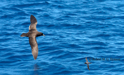 Black Petrel