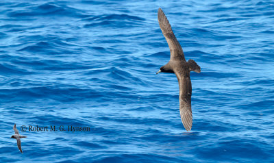 Black Petrel