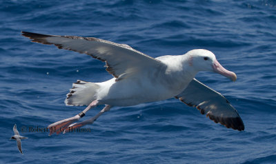 Wandering Albatross