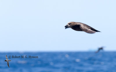 Grey-faced Albatross