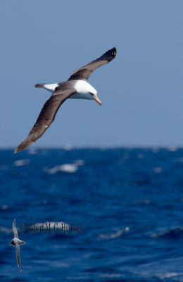 Campbell Island Albatross