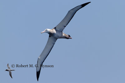 Wandering Albatross