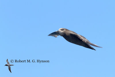 Grey-faced Petrel