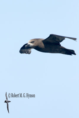 Grey-faced Petrel