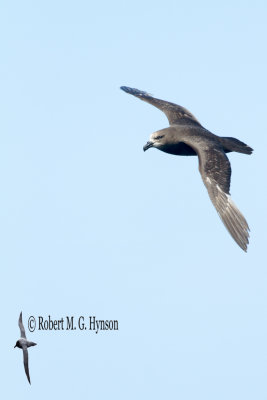 Grey-faced Petrel