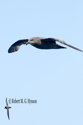 Grey-faced Petrel