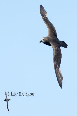 Grey-faced Petrel