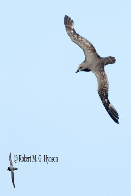 Grey-faced Petrel